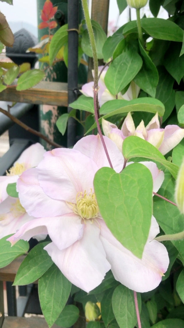 Rare Clematis【Innocent Blush】-LivePlant｜羞答答｜7 Lucky Petals｜