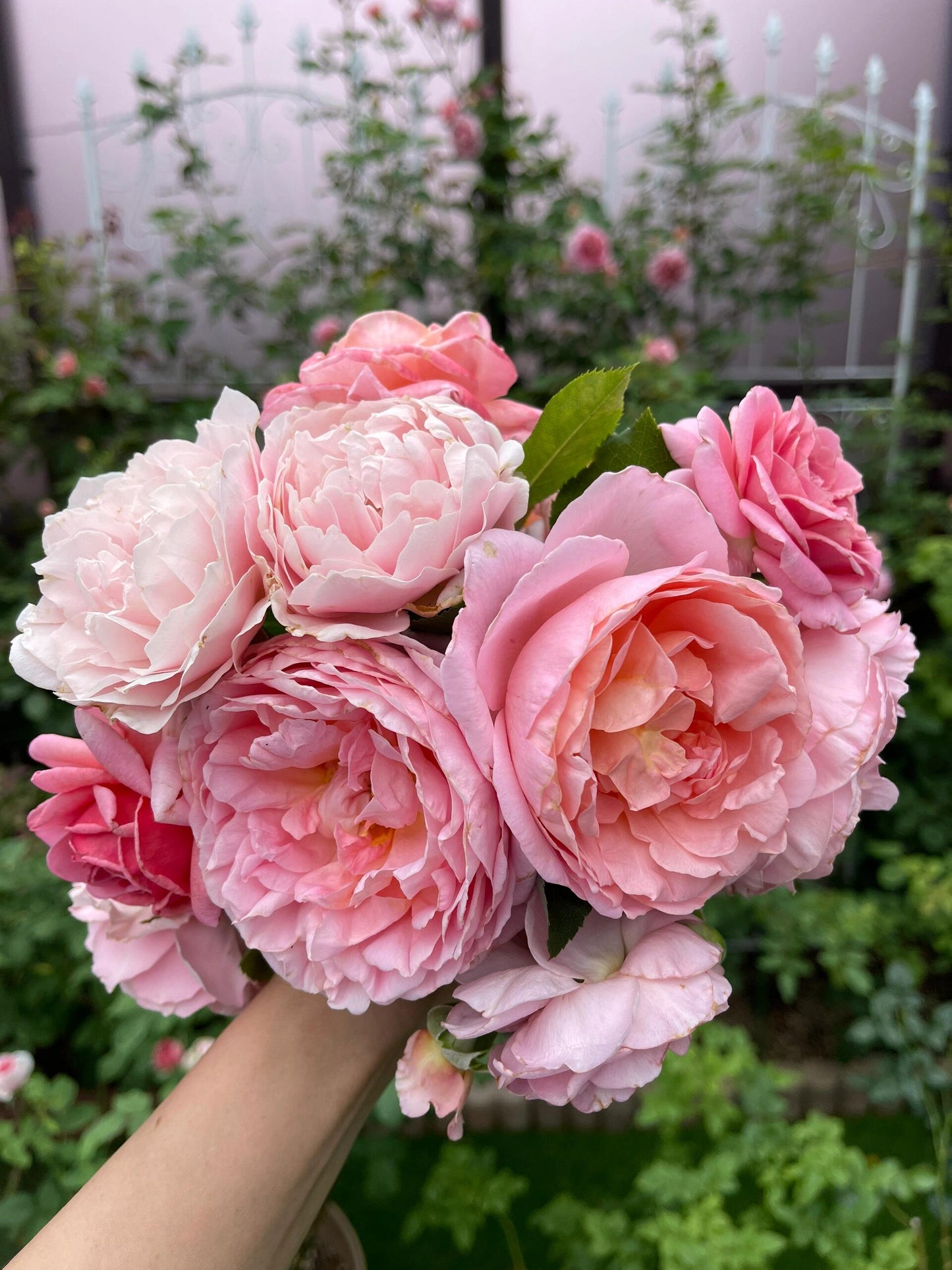 Climbing Rose【Dames de Chenonceau】- 1.5 Gal OwnRoot LivePlant｜舍农索城堡的女人｜ Large Bloom｜