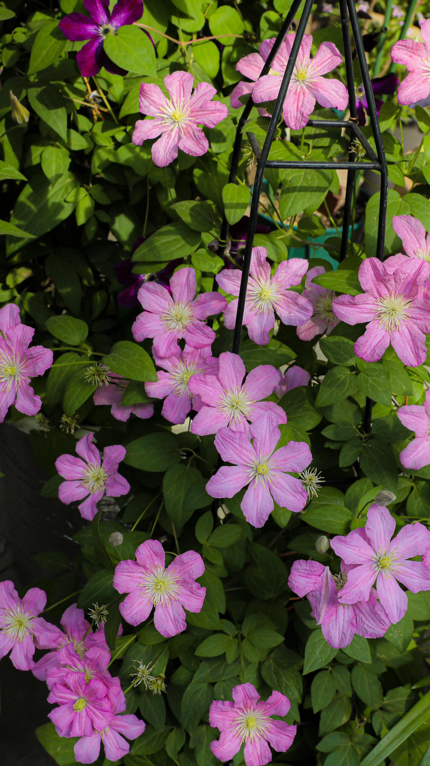 Clematis【Comtesse de Bouchaud】- LivePlant｜包查德 女侯爵｜Cute Flower