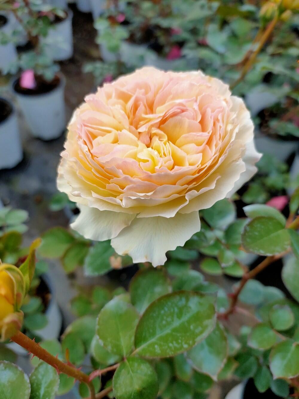 Rose【Kagelou| カゲロウ】- Japanese 2020 New varieties| 阳炎/蜉蝣| Fruity Fragrance| Discoloration| Ruffled bloom| Especially| Floribunda| Redolent|  HeatResistant