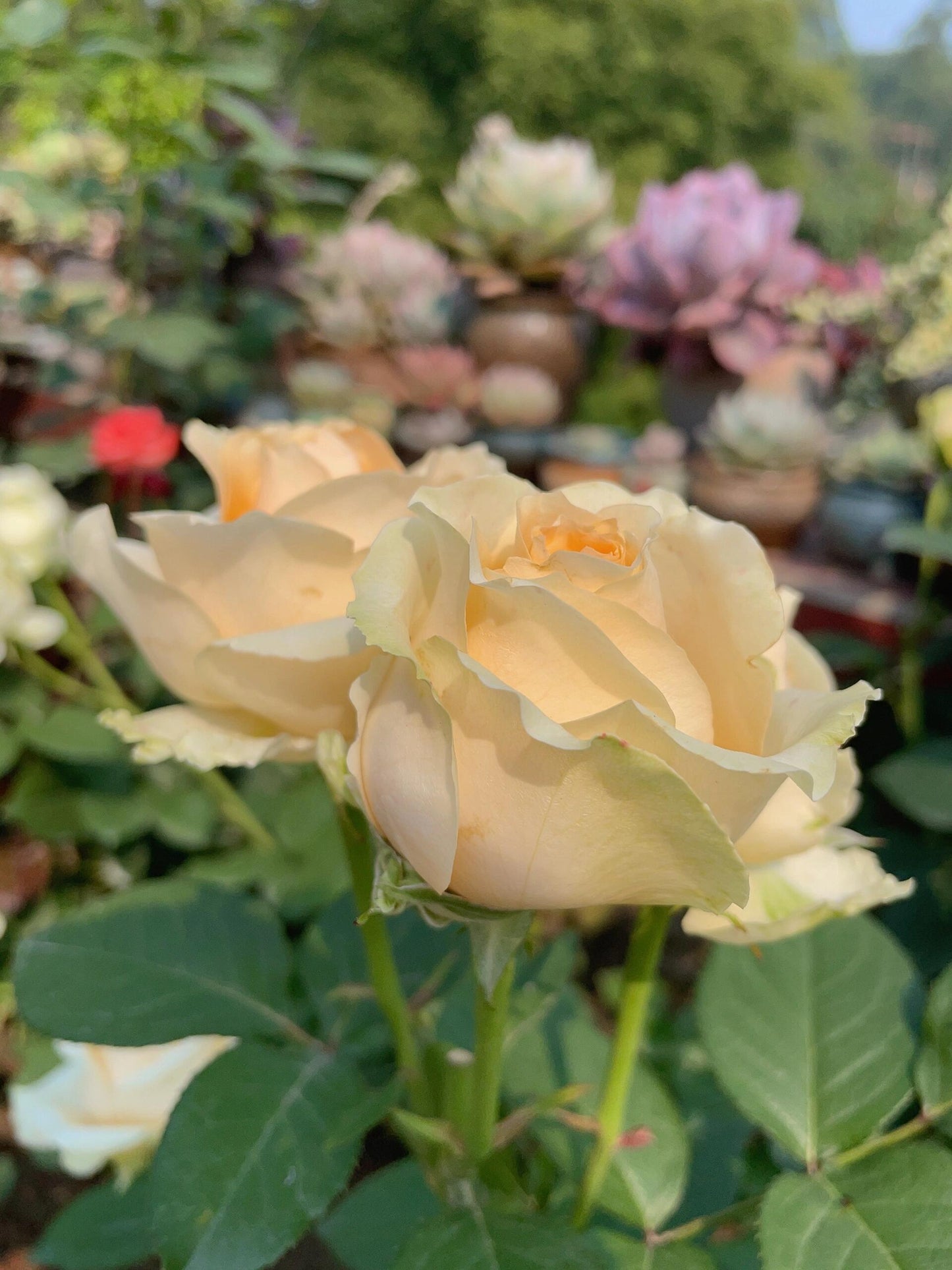 Champagne Rosa【Peach Avalanche】-Own Root| Thornless Cutting Rose| Long flowering period| Popularity| Award| 蜜桃雪山 |Blooms Abundantly|