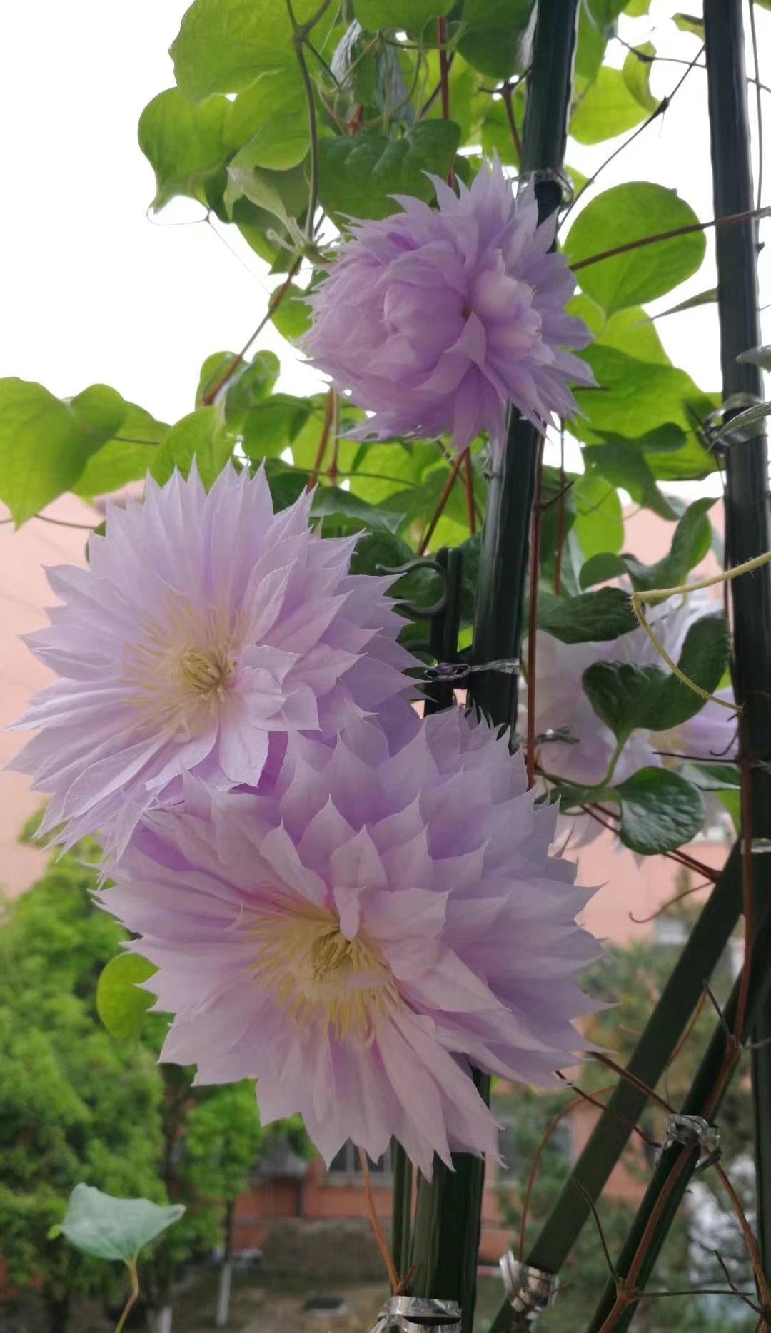 Clematis【Belle of Woking｜ベルオブウォーキング】- 9P LivePlant｜