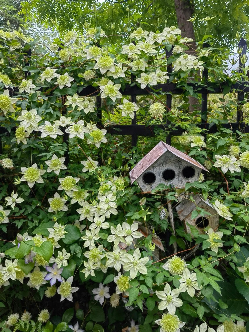 Clematis 【Alba Plenal | 白万重】-  9P LivePlant| Shade Tolerant| 小绿| 绿玉| Popular Varieties|