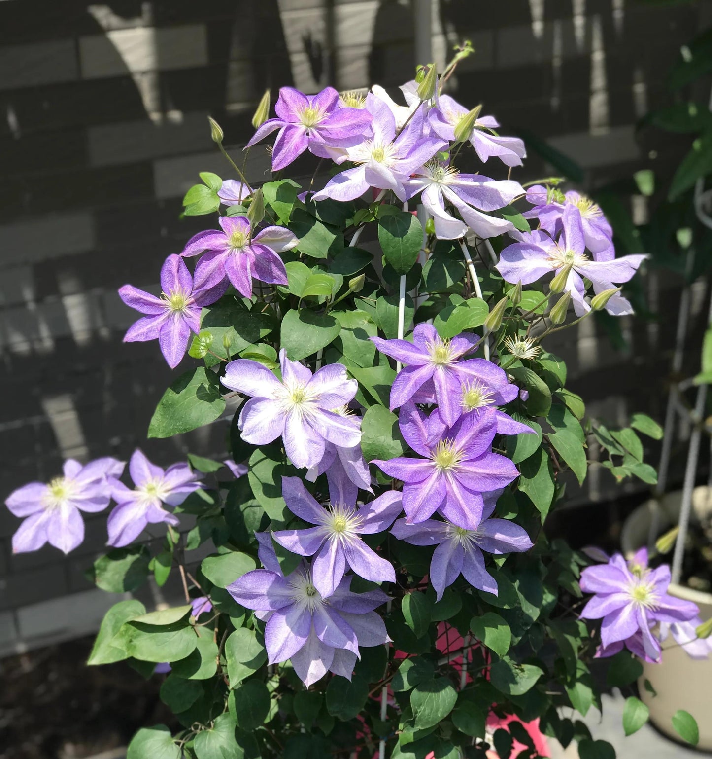 Clematis【Chameleon】- LivePlant｜变色龙｜Sandblasted Flowers