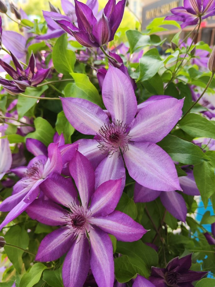 Clematis【Lizard｜トカゲ 】- LivePlant｜蜥蜴| Large Flowering| Cold Hardy| Fast-Growing| Flower Waterfall| Perennial| Pot Friendly| RareVine| Archway