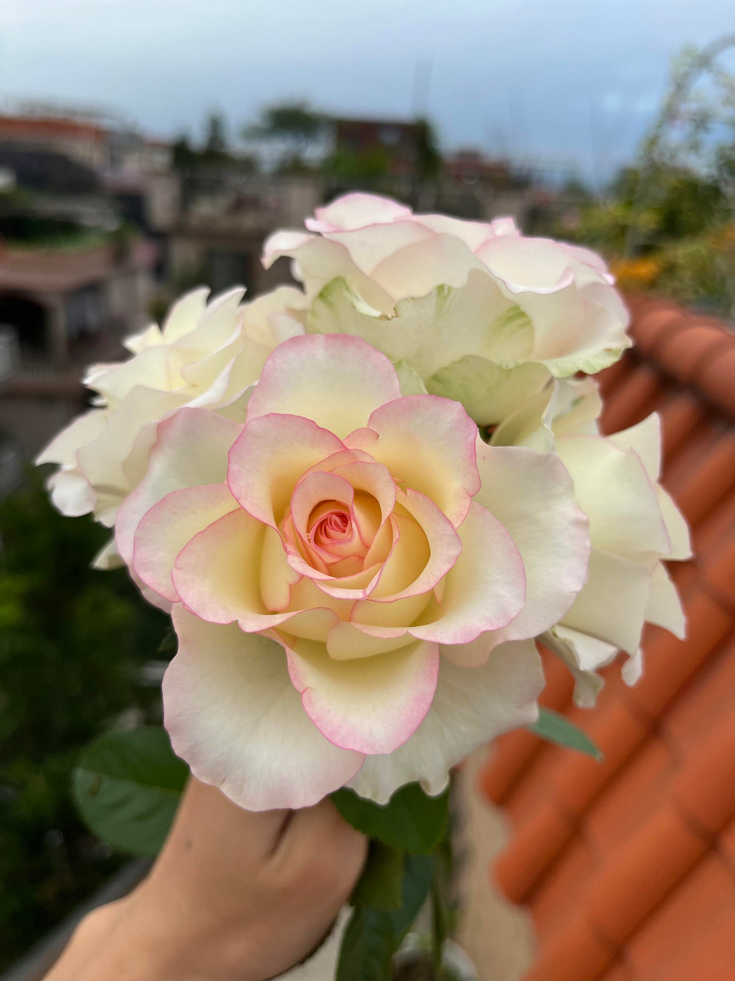 Rose【White Jumilia】- 1.5 Gal OwnRoot Live Plant｜白艾莎｜Sport varieties of the Jumilia rose｜Perfect New variety