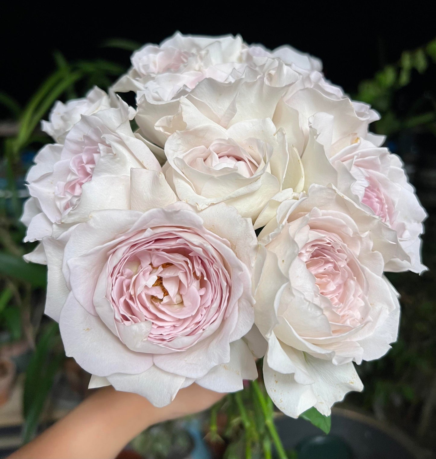 Rose【Milky Pearl｜ミルキーパール】- Japan New Variety 2021｜珍珠奶茶｜Extended vase life| 牛奶珍珠| Redolent| Florists Rose| Wavy Lace