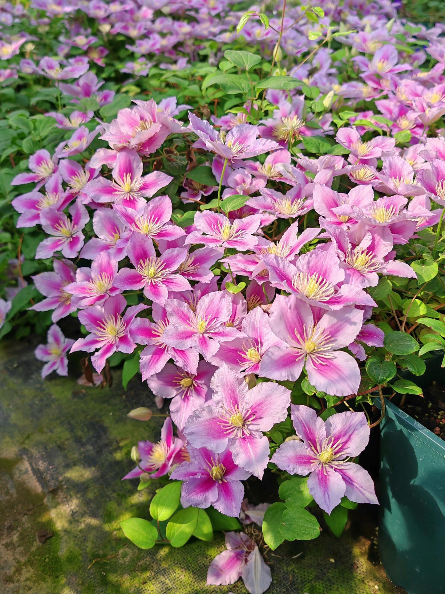 Clematis【Piilu｜小鸭】- 9P LivePlant｜