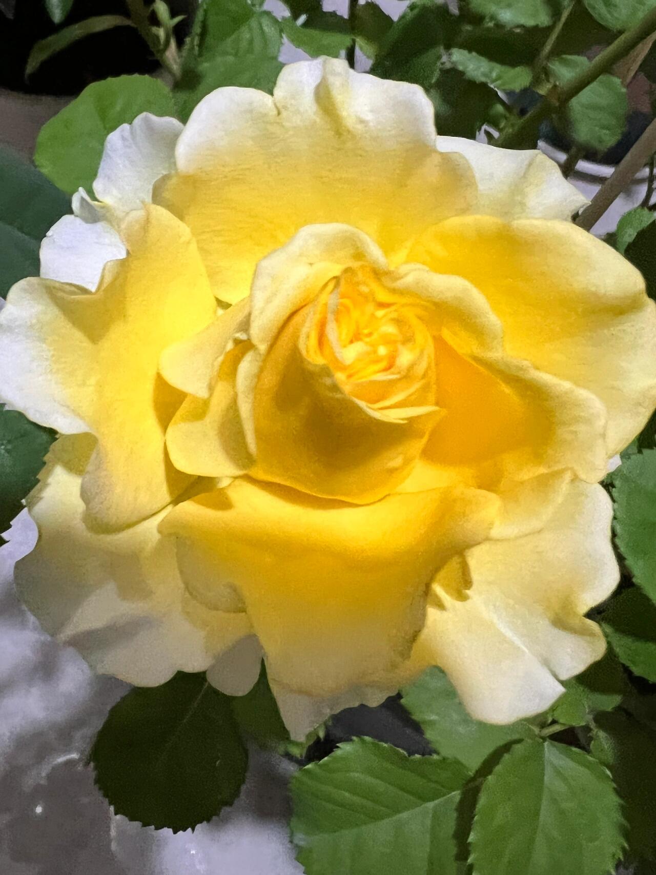 Rose【Shell｜貝殻】-1.5 Gal OwnRoot LivePlant｜Popular Japanese Floribunda Rose 贝壳｜Large Bloom｜Long vase life| Heat Resistant| Easy to Grow| Lace