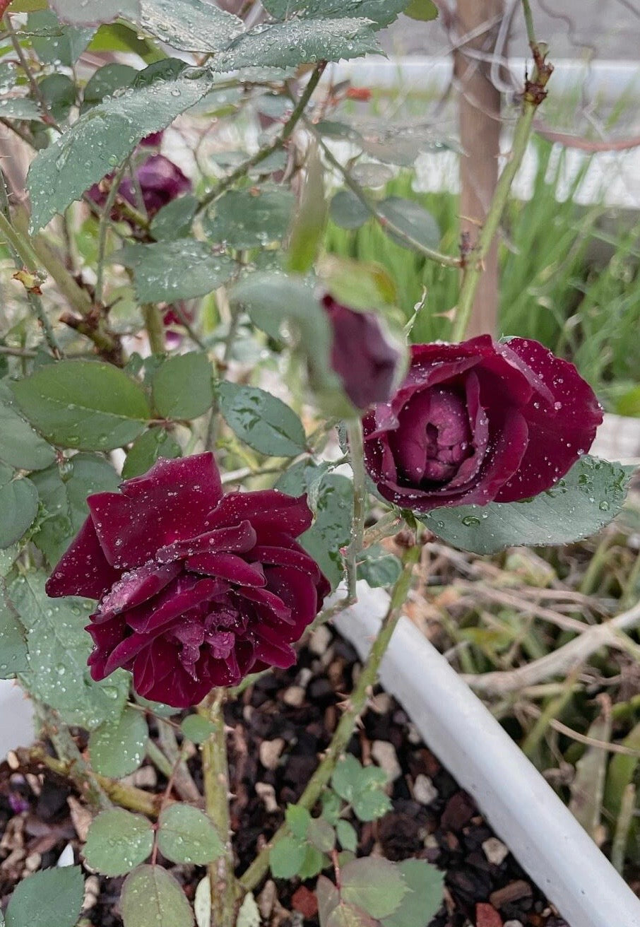 Rose【Louis XIV｜ルイ14世】-OwnRoot LivePlant｜路易十四| Classic Vintage Black Velvet Rose｜Strong Fragrance| Cut Flower| Retro Fuchsia| Balcony