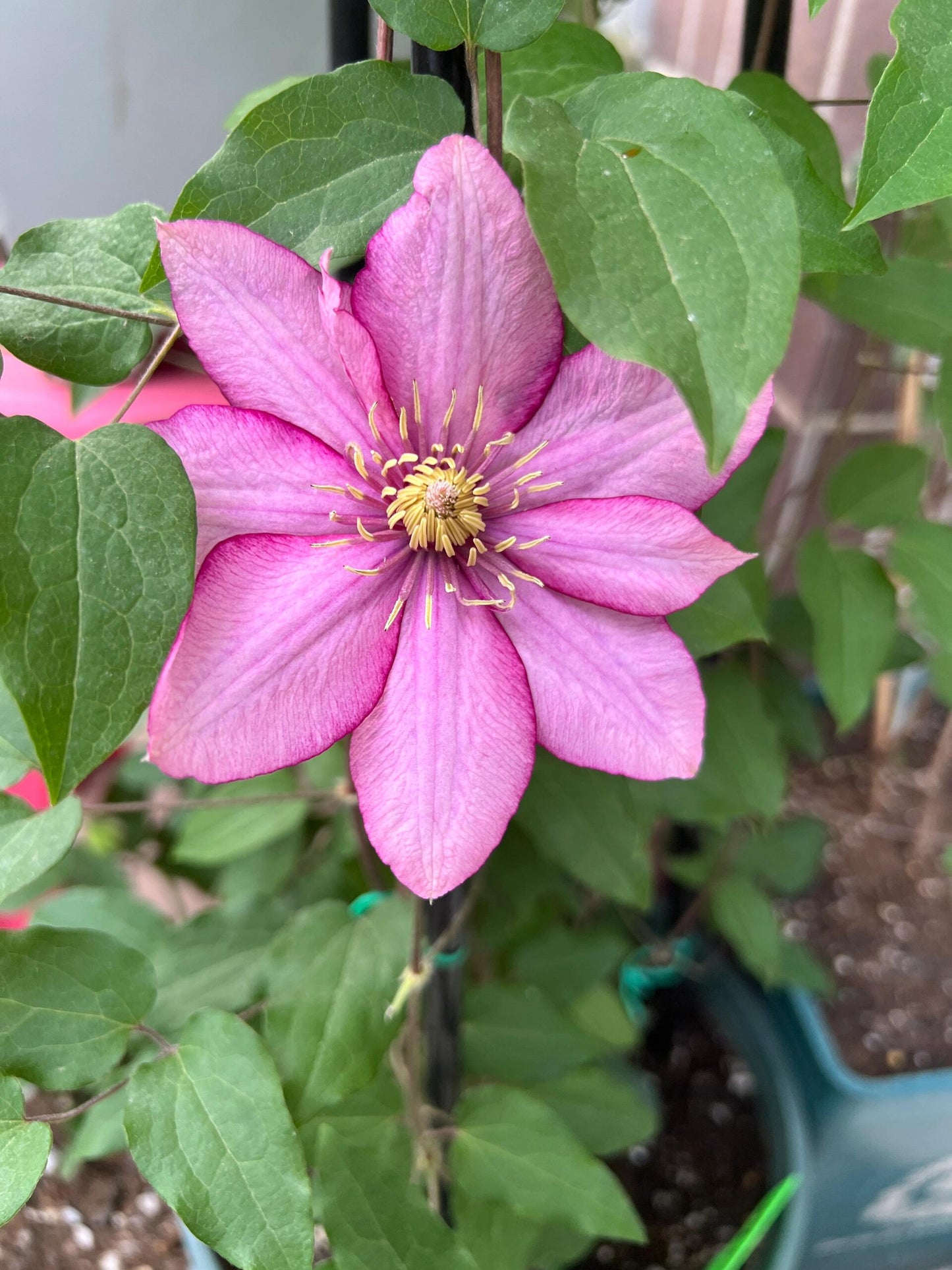 Rare Rare Clematis【Paradiso】-LivePlan｜天堂｜帕拉迪索| Double-flowered| Cold Hardy| Perennial| Pollinator Friendly| Low Maintenance| Easy 2 Grow