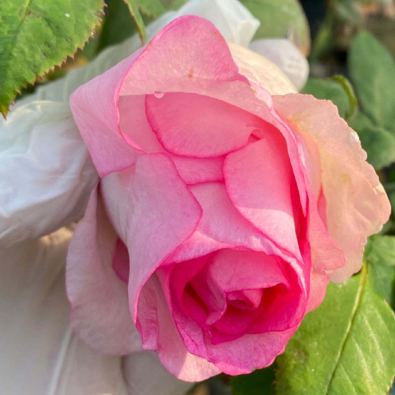 Rose【Bella Vita】- 1.5 Gal OwnRoot LivePlant｜贝拉维塔｜Popular Cutting Rosa｜Large Bloom｜Rich Scent