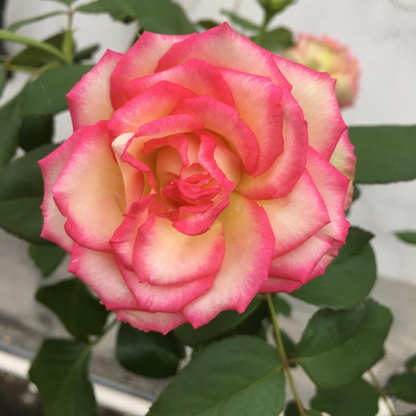 Rose is【Monroe】- 1.5 Gal OwnRoot Live Plant｜Cutting Rose 梦露