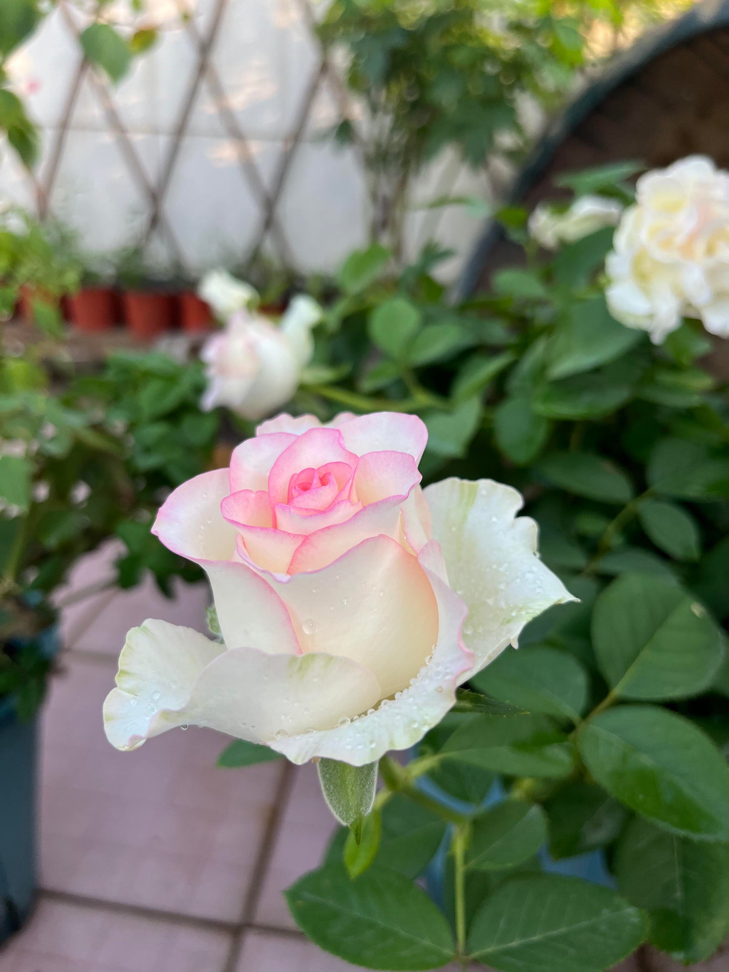 Rose【White Jumilia】- 1.5 Gal OwnRoot Live Plant｜白艾莎｜Sport varieties of the Jumilia rose｜Perfect New variety