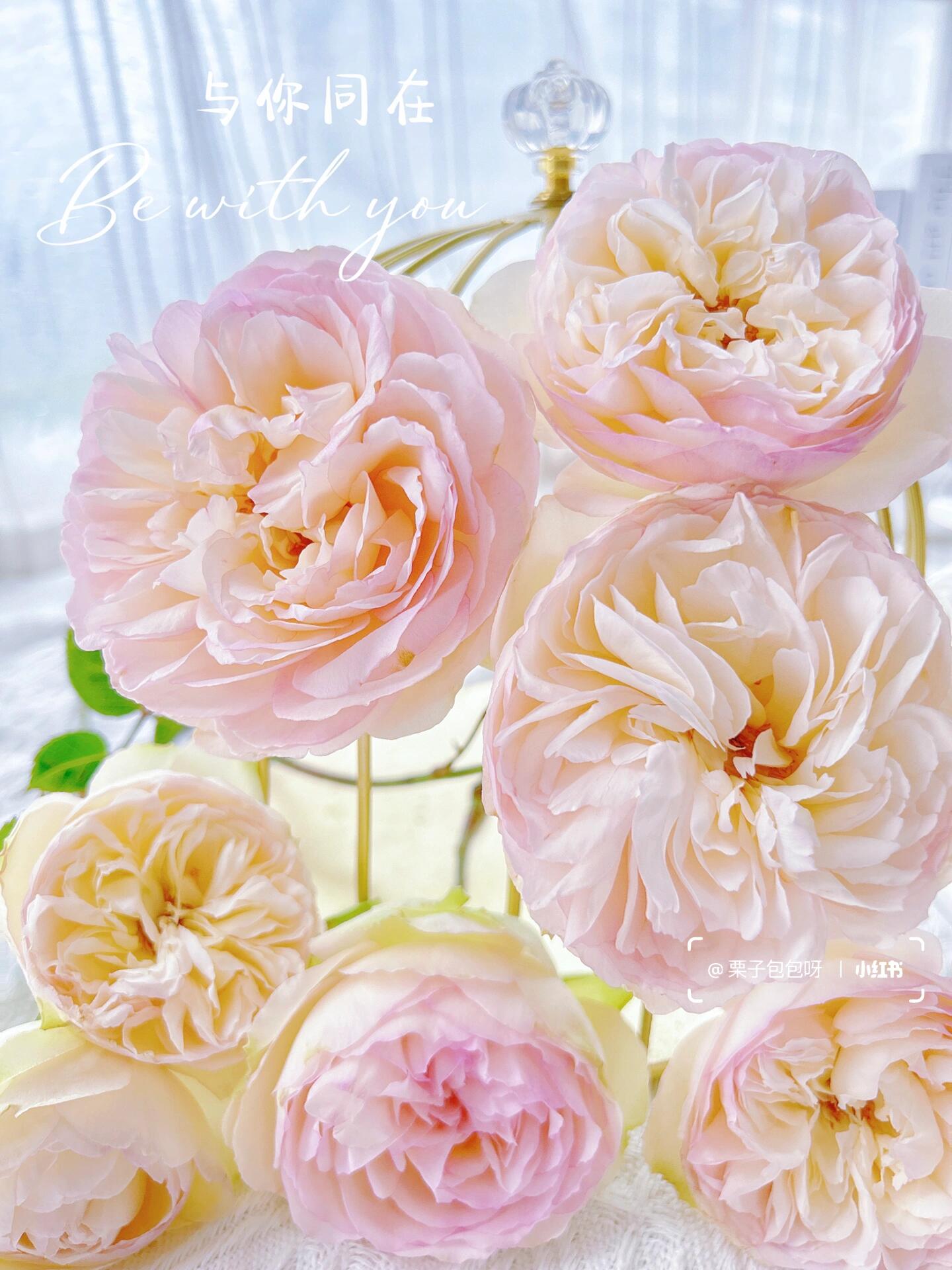 Rose【Avekutowa｜アヴェークトワ】- 1 Gal Live Plant｜与你同在｜New Variety 2020｜Colorful Blooms