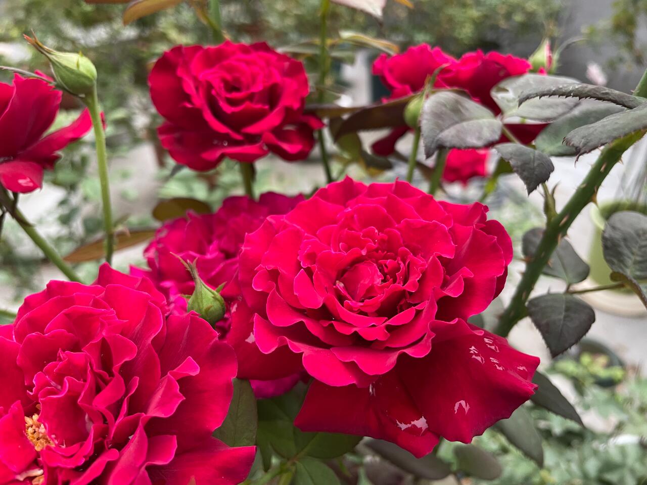 Rose【Colline Rouge| 赤い丘】-OwnRoot LivePlant｜天家胭脂/红丘｜コリーヌルージュ| Velvet| Heat Resistant| Rain-Resistant| Long florescence| Everbloomer