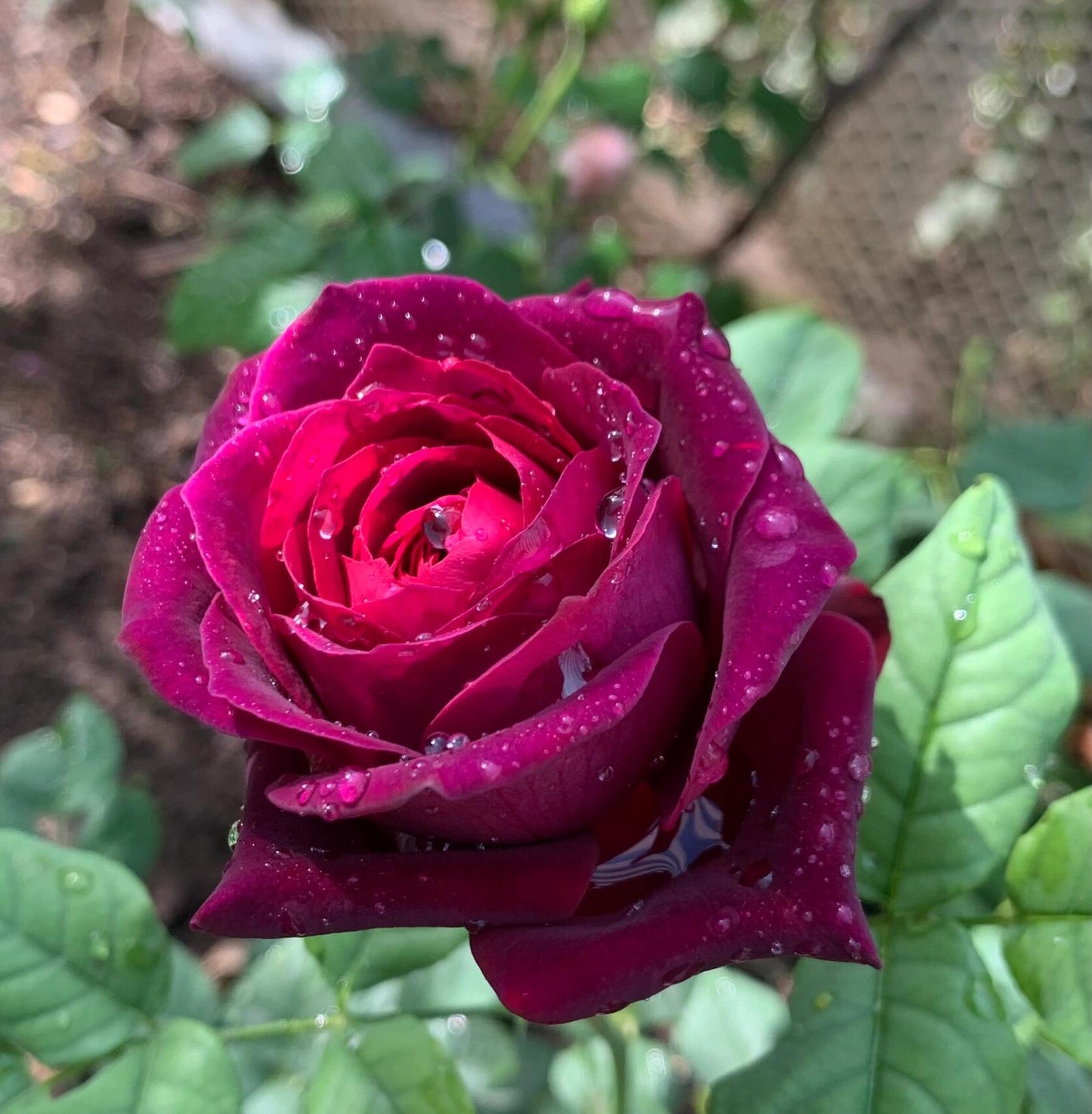 Rose【Louis XIV｜ルイ14世】-OwnRoot LivePlant｜路易十四| Classic Vintage Black Velvet Rose｜Strong Fragrance| Cut Flower| Retro Fuchsia| Balcony