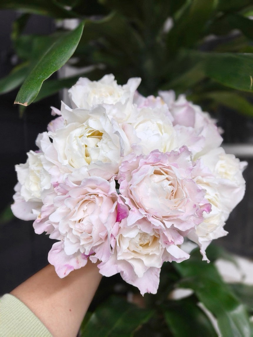 Rose【Princess Tenko｜プリンセステンコー】- 3 Gal LivePlant｜Rare Japanese Rosa｜天宫公主｜Large Bloom｜Heat Resistant |Floribunda Rose| Gradient