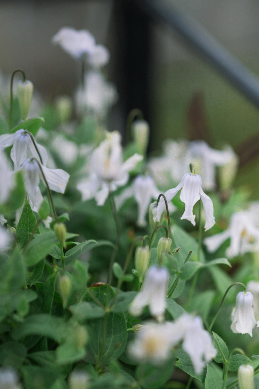 Clematis【Twinkle】- LivePlant｜Clematis Integrifolia 闪烁｜Cold hardy｜Cut Flower