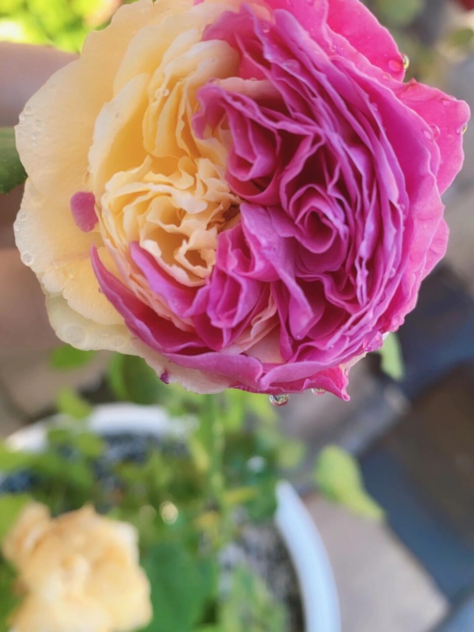 Rose【Fugetsu｜ふうげつ】-Surprise Rosa|  风月| Heat Resistant| Abundant Blooming| Less Thorns| Surprise rose| 風月| Balcony Rose