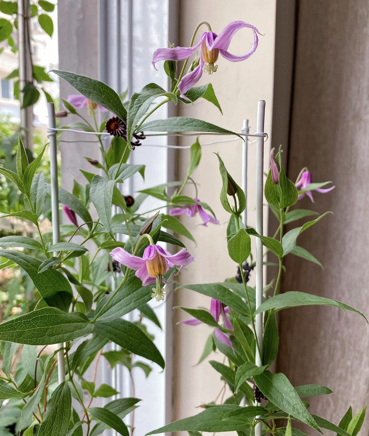 Clematis【Hanajima｜はなじま｜花島】- LivePlant｜花岛| Ballet Dancer| Upright clematis, perfect for container planting| Easy to Grow| Low Maintenance