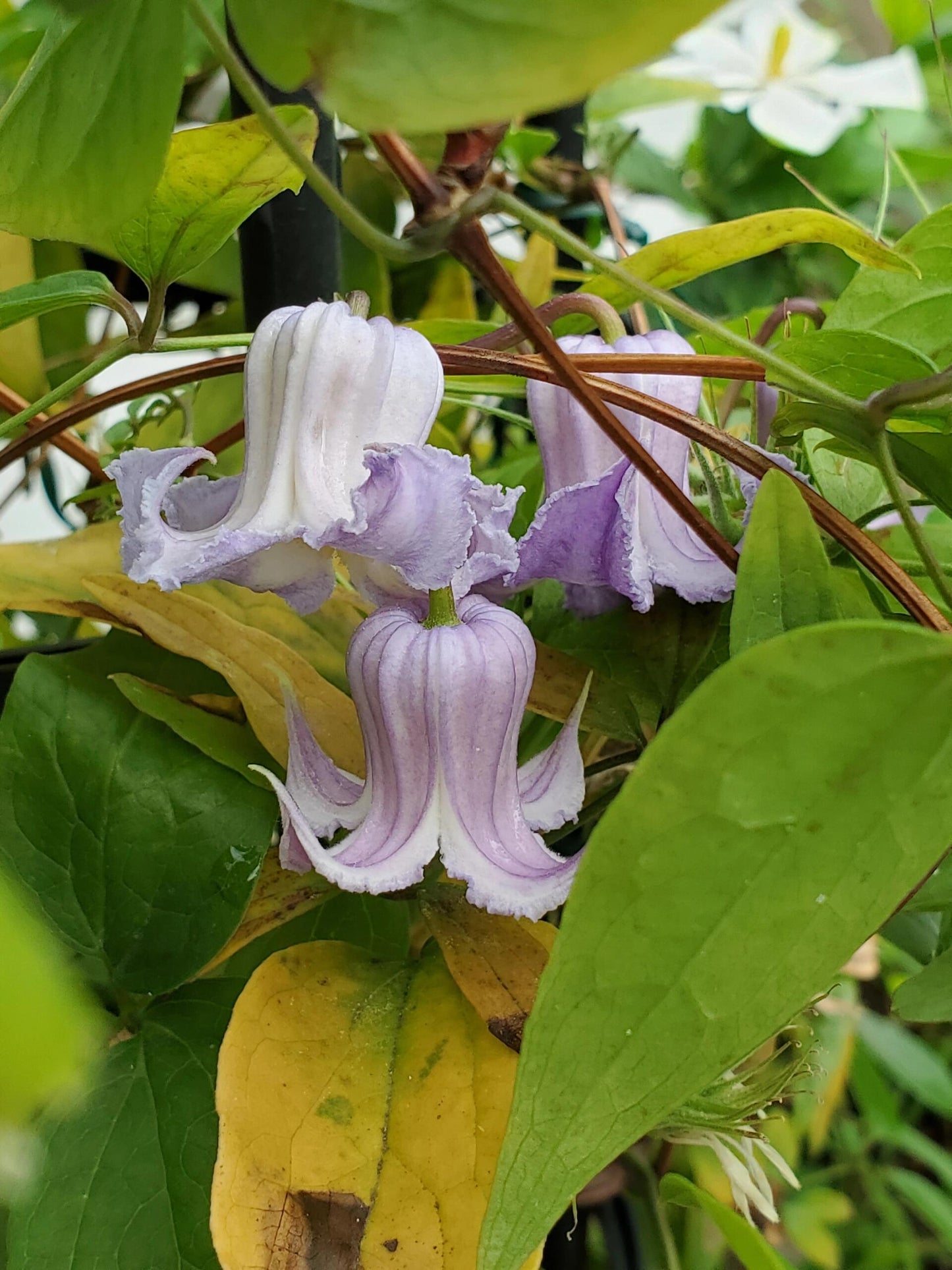 Blue Octopus Clematis【クリスパ・エンジェル| Crispa Angel】-LivePlant｜克里斯帕天使｜Bell-shaped｜Clematis florida var. sieboldiana｜タコクレマチス