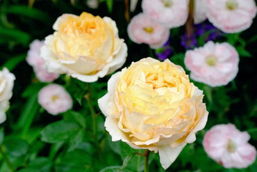 Yves Rose【Gold Yves Piaget】- 3 Gallon++ OwnRoot Live Plant| Ruffle lace| 伊芙金伯爵| Long flowering period| Easy to Grow|Intense Fragrance