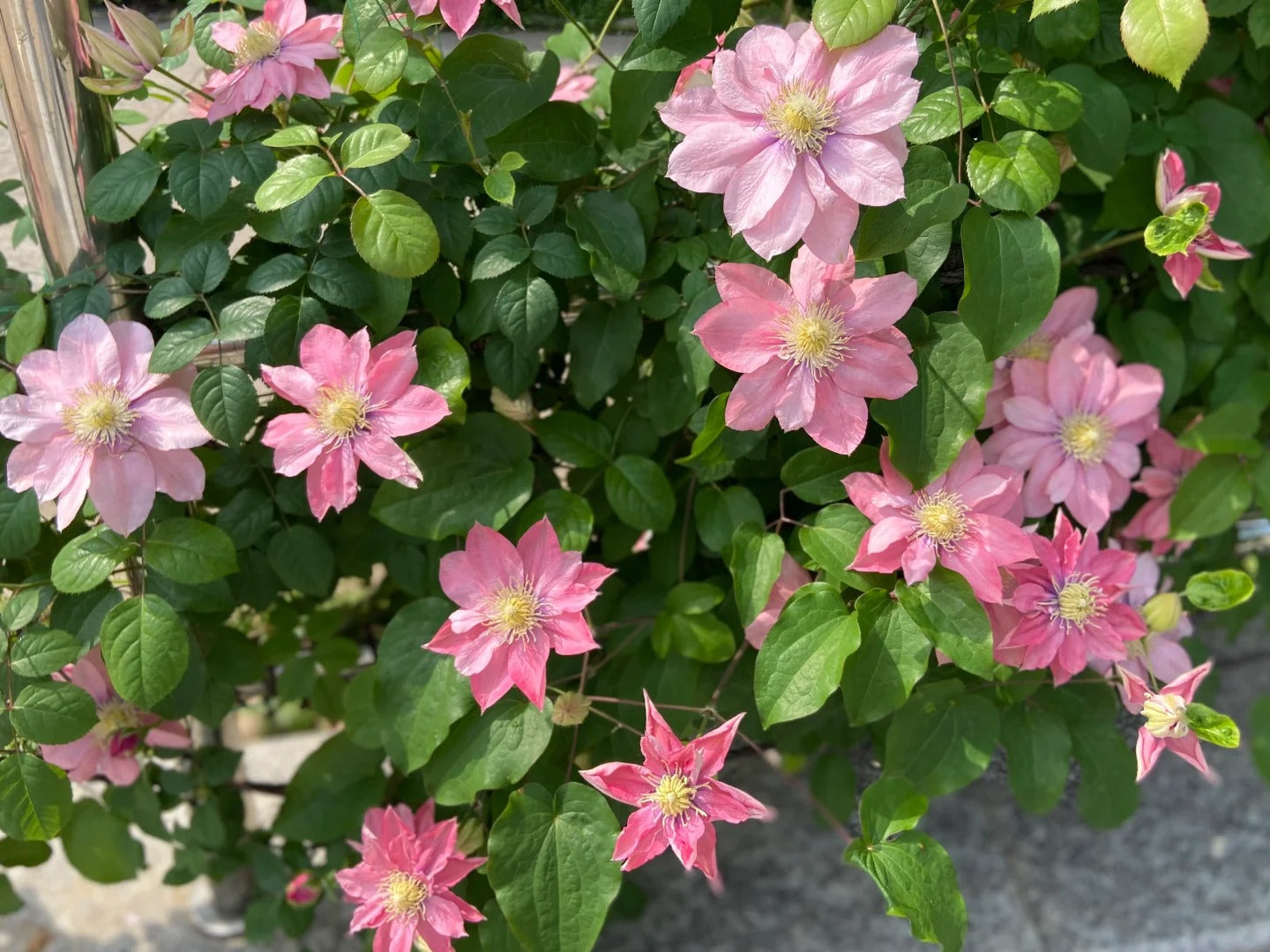 Clematis 【Little Mermaid】- 9P LivePlant| 小美人鱼