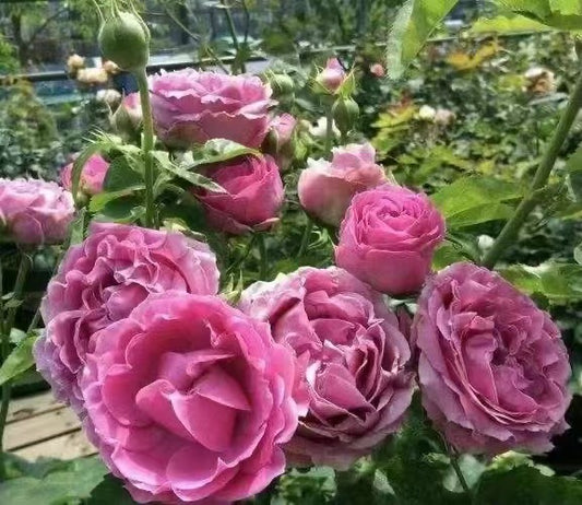 Rose【Misty Bubbles】 -OwnRoot| CuttingRose| Peony| Bloom Repeatedly |Strong Disease Resistance| Repeat Flowering|紫雾泡泡|Heat and Sun Tolerant