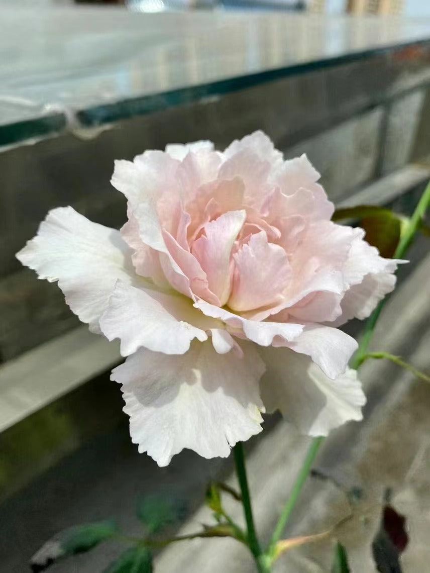 Rose｛Saphiret |サフィレット｝-1.5 Gal Rare Japanese OwnRoot 青云｜New varieties| Cold Resistant Wavy Bloom| Ruffle lace| Long Flower| Delicate|莎菲天使