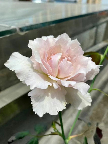 Rose【Saphiret |サフィレット】-1.5 Gal Rare Japanese OwnRoot 青云｜New varieties| Cold Resistant Wavy Bloom| Ruffle lace| Long Flower| Delicate|莎菲天使