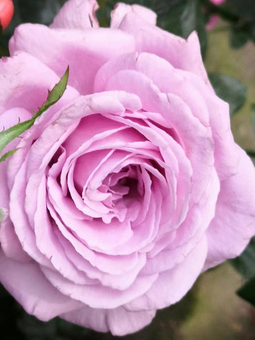 Rose｛Luxury Nove| ラグジュノーブ｝2 Gal+ Rare OwnRoot｜Netherlands Cutting Rose| 天然香水 | Strong Upright | Redolent| Bloom Repeatedly| Heat Toleran