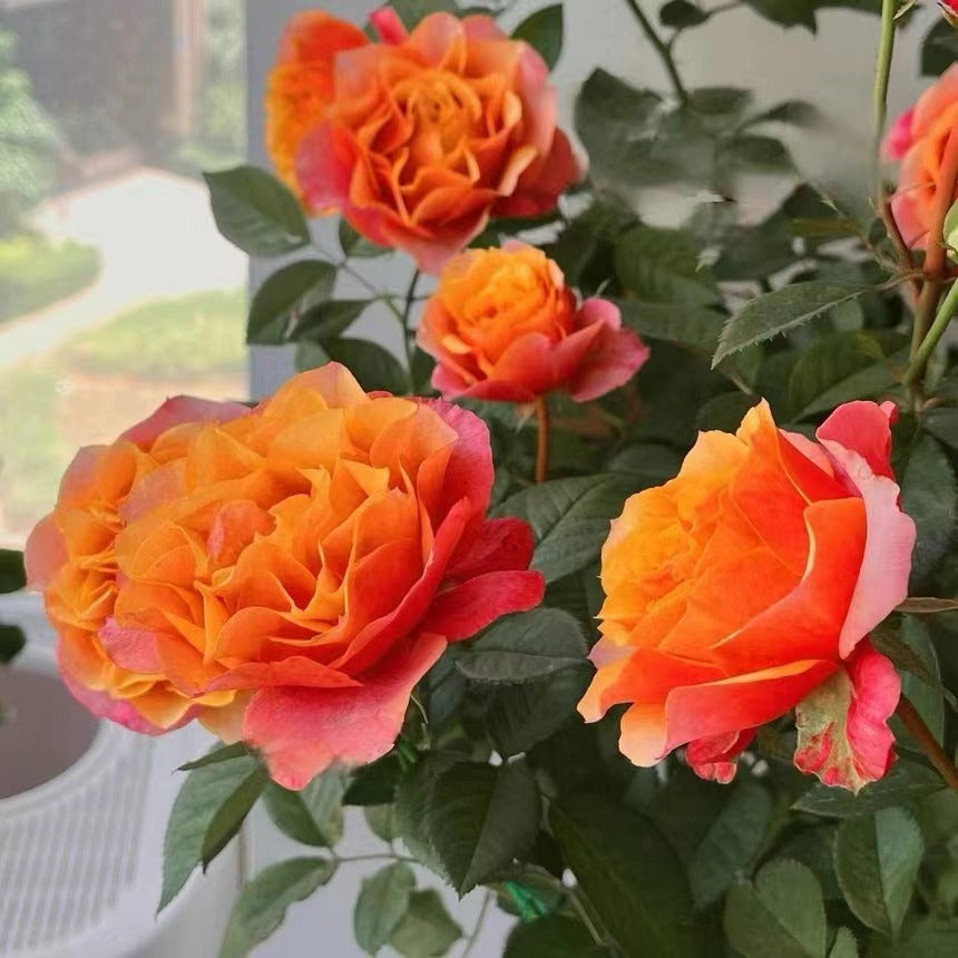 Rose【El Paso Forever】- 2 Gal Own Root LivePlant｜Award-winning| Thornless | 艾帕索| Heat Resistant| Denmark Rosa| Large Flower| Floribunda Rose