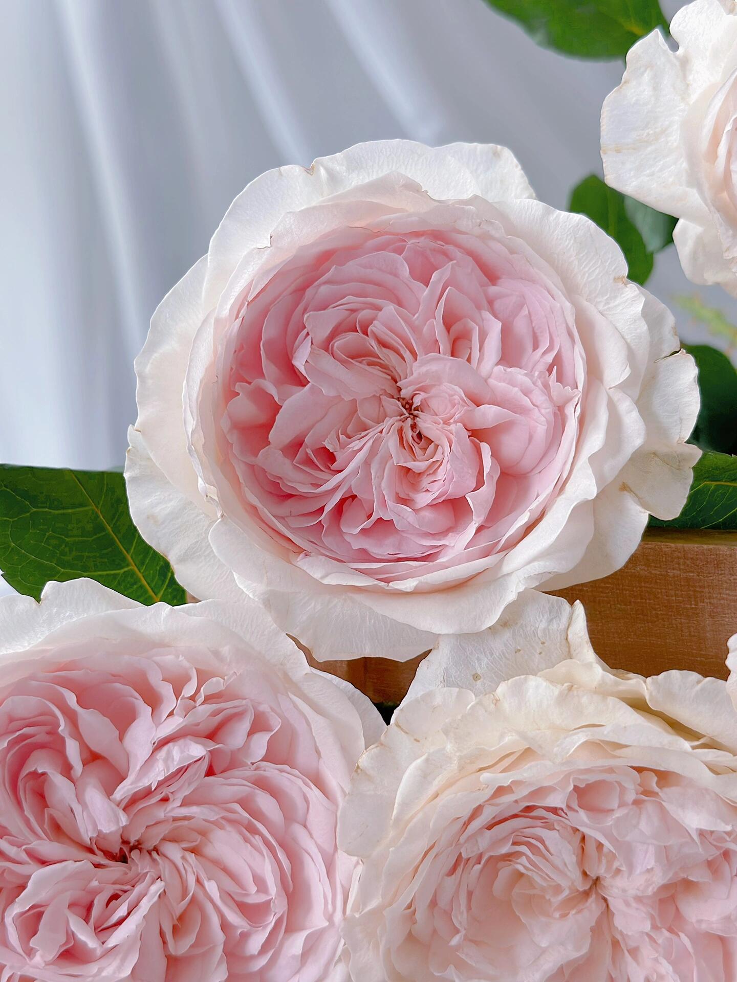Rose【Les fraises】- 2 Gal+ Own Root Bare Root| Japanese Rare Rose｜草莓奶昔｜Large Bloom| Fragrance| Long flowering period| Ruffle Lace |Perfect