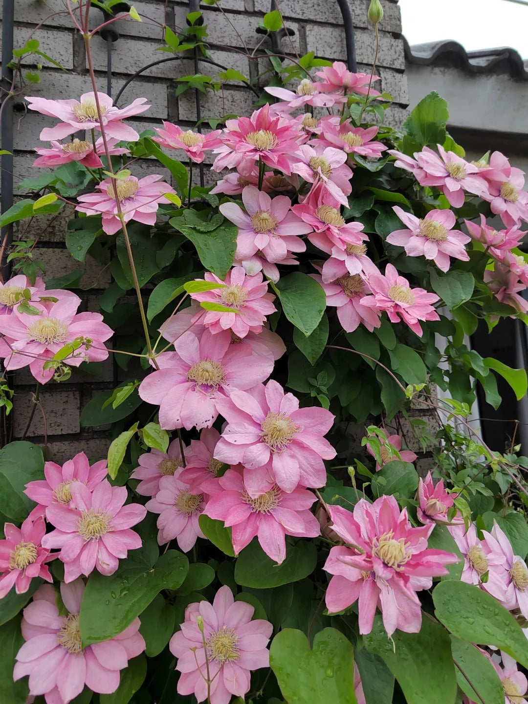 Clematis 【Little Mermaid】- 9P LivePlant| 小美人鱼