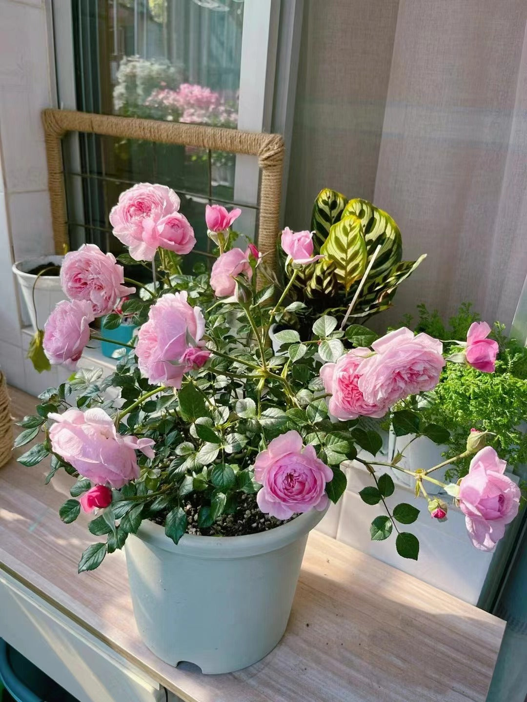 Rose【フェクロシェット】-1.5 Gal+ Own Root Live Plant｜ Delbard｜铃之妖精 ｜Redolent| Balcony Rose| Mini Miranda| Heat Resistant|