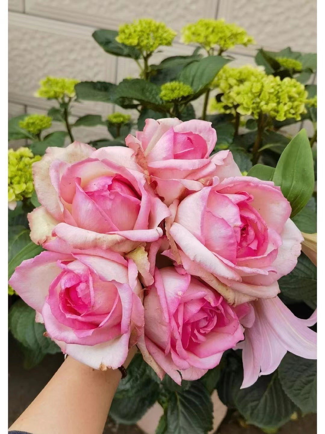 Rose 【La Rose Optimiste 】オプティミストの - Own Root｜Large Bloom| 乐天派｜Similar to Eden | Gradient| Cutting Rose| Easy to Grow| Heat Resistant|