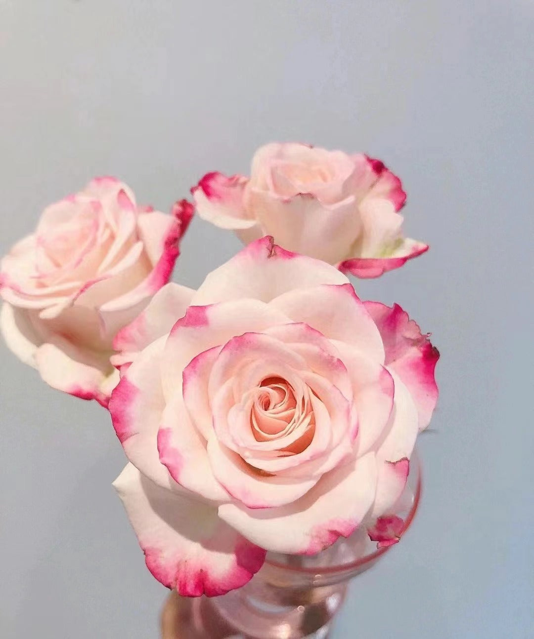 Rare Rose【Reflex】 - 1.5 Gal OwnRoot| 折射泡泡| Heat Resistant | Extended vase life| Wavy Bloom |木立バラ|