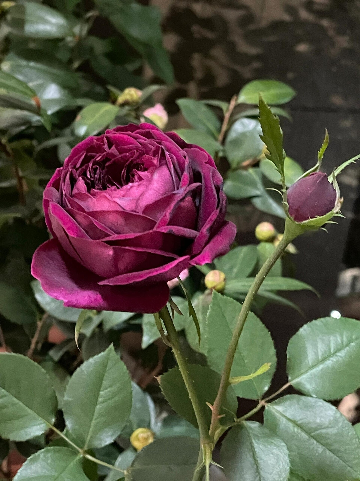 Rose{Royale/ ロワイヤル} OwnRoot| Black Velvet| 皇宫|Strong Disease Resistance| Sumptuous| Strong Adaptability| Less thorns| Strong Fragrance