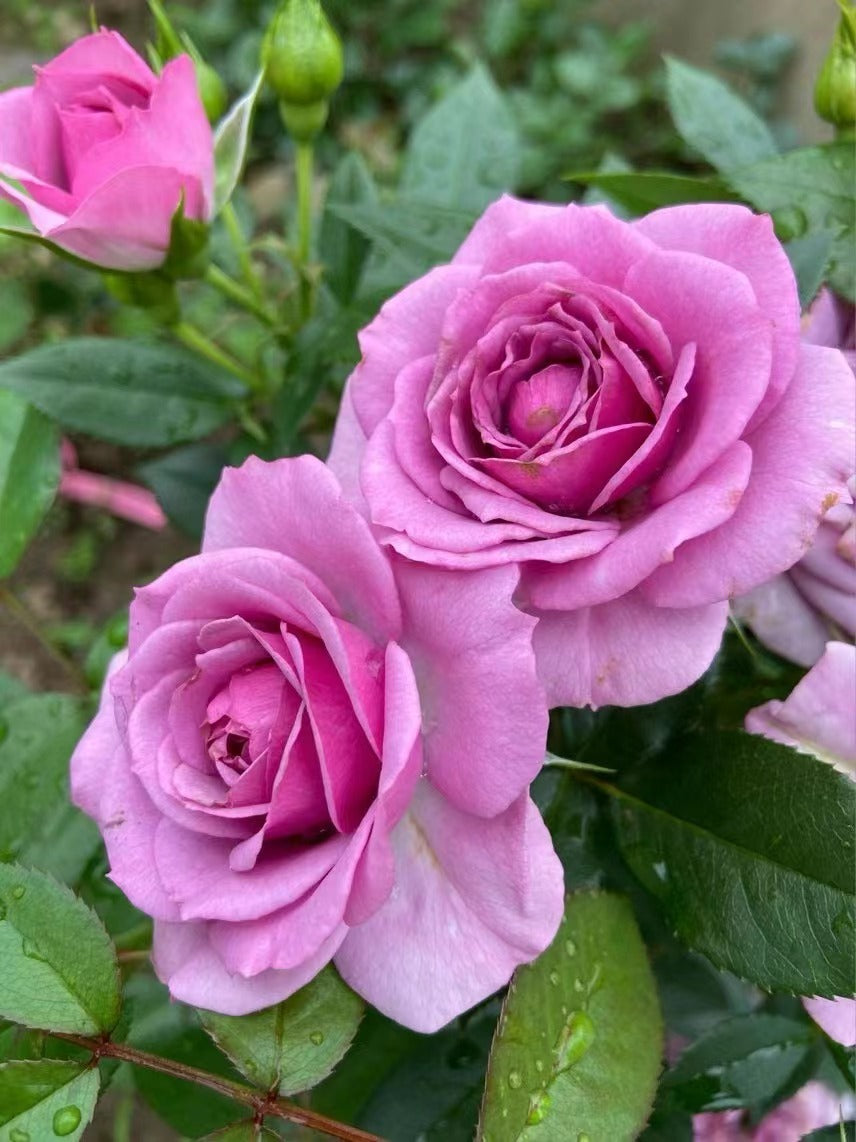 Rose【Lavender Veranda】- 3 Gal Own Root｜Floribunda Rose｜薰衣草门廊|Floribunda| Heat Resistant| Purple Rosa| Easy to Grow| Rain-Resistant| Potting