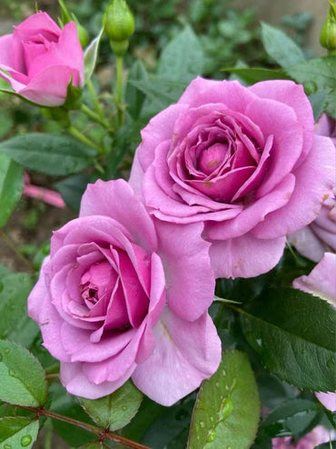 ローズ【ラベンダーベランダ】- 3 Gal Own Root｜Floribunda Rose｜薰衣草门廊|Floribunda|耐熱性|パープルローザ|育てやすい|雨に強い|ポッティング