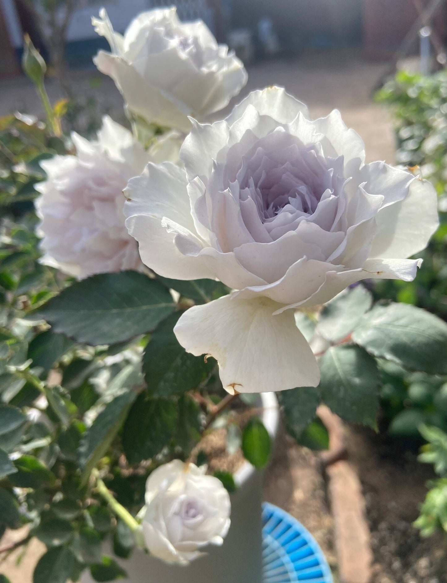 RARE Rose {Gabriel} - ガブリエル | 1Gal + OwnRoot | Award-winning 加百利大天使| Thornless| Heat Resistant| Sun Tolerant| Strong Disease Resistance| Potting