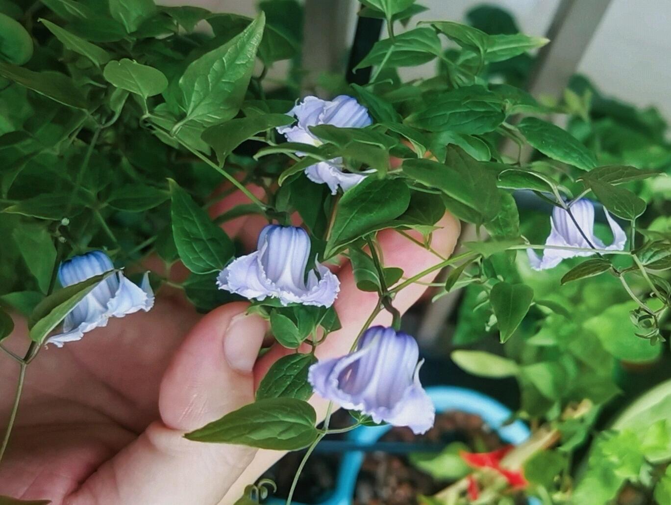 Blue Octopus Clematis【クリスパ・エンジェル| Crispa Angel】-LivePlant｜克里斯帕天使｜Bell-shaped｜Clematis florida var. sieboldiana｜タコクレマチス