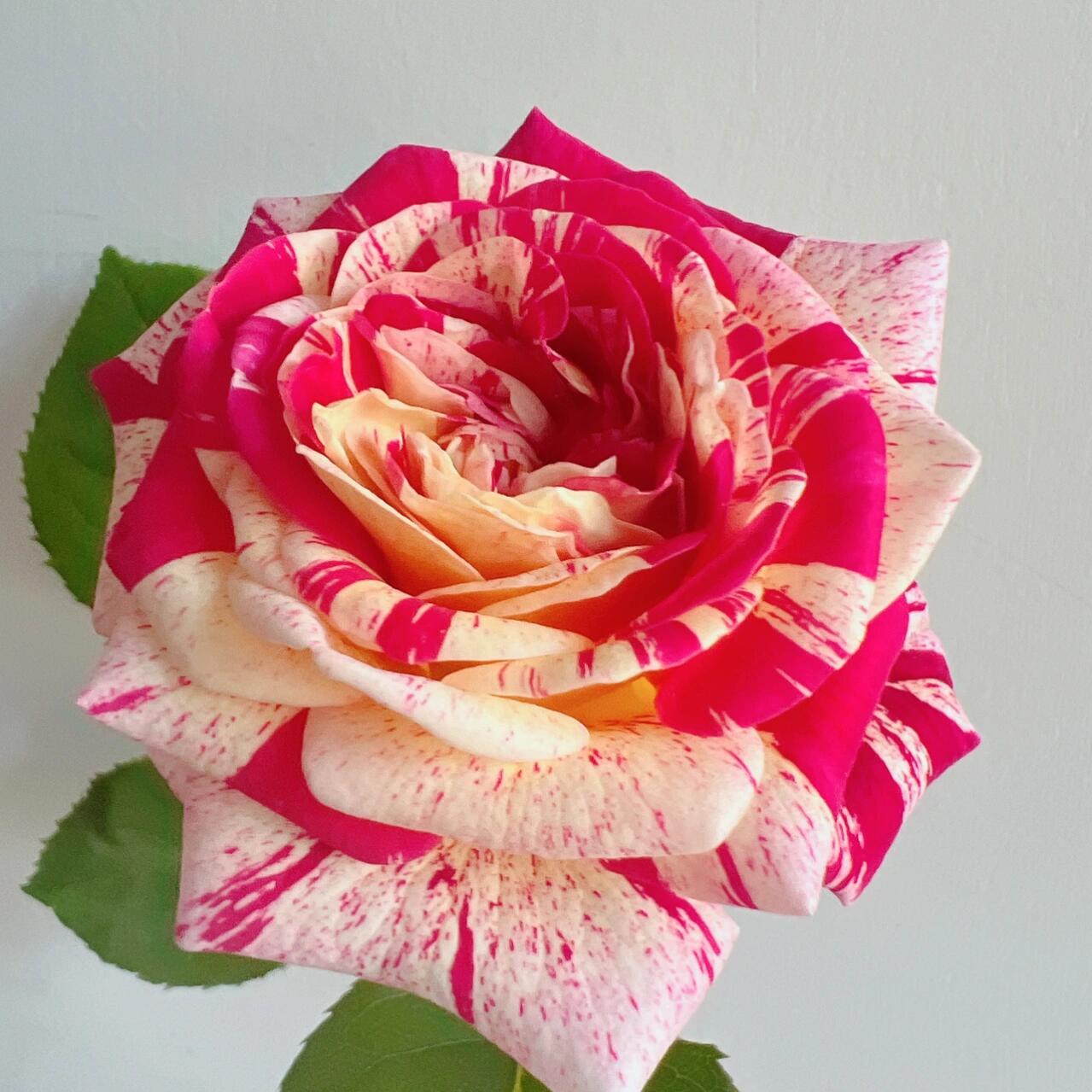 Striped Rose【All American Magic】- 1.5 Gal LivePlant｜全美魔术｜Rapid growth｜ Large blooms