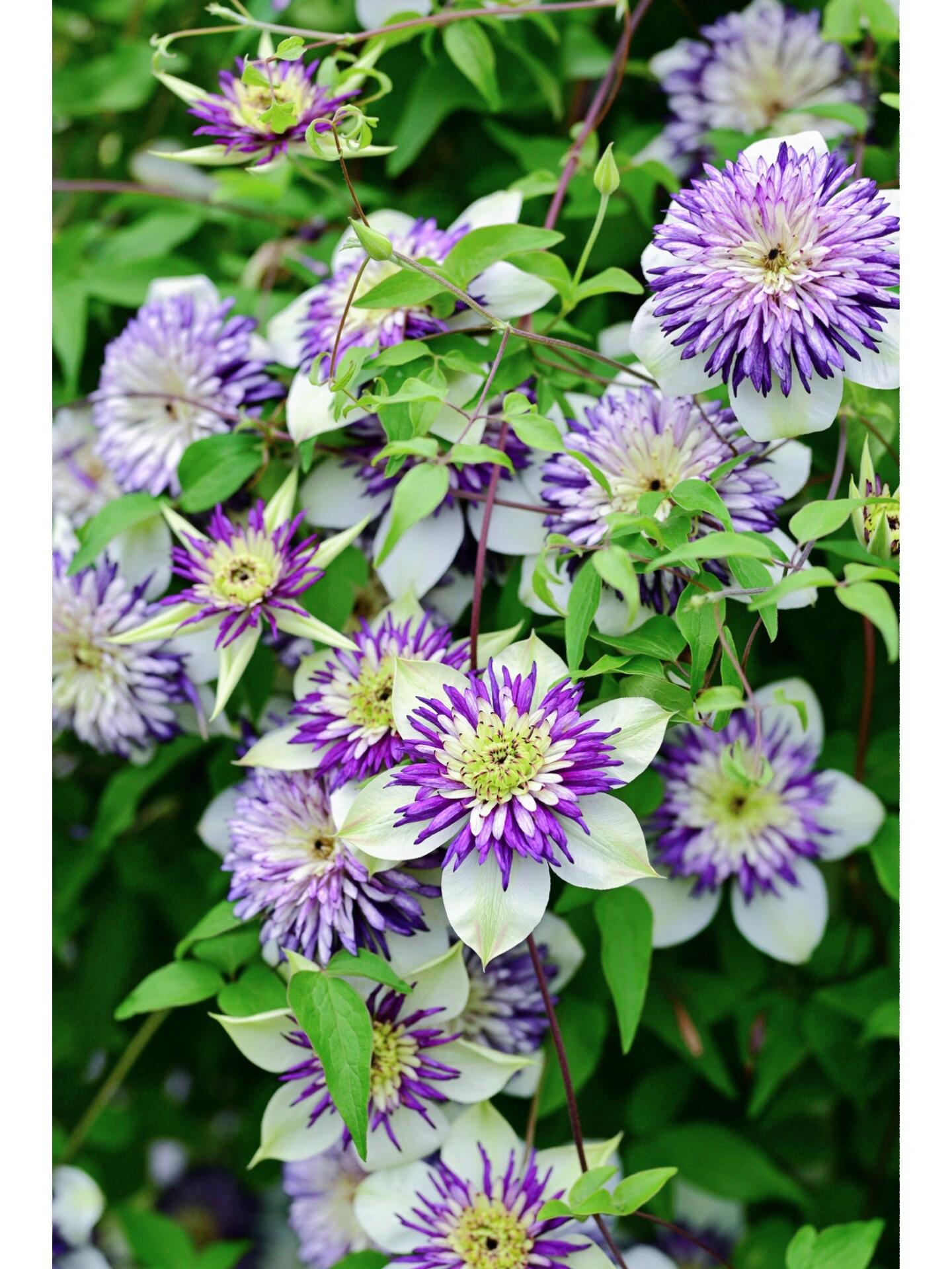 Rare Clematis 【New Viennetta 】- 9PLive Plant| -  Double-flowered | 千层雪| 新幻紫| Florida Group| Large Flower