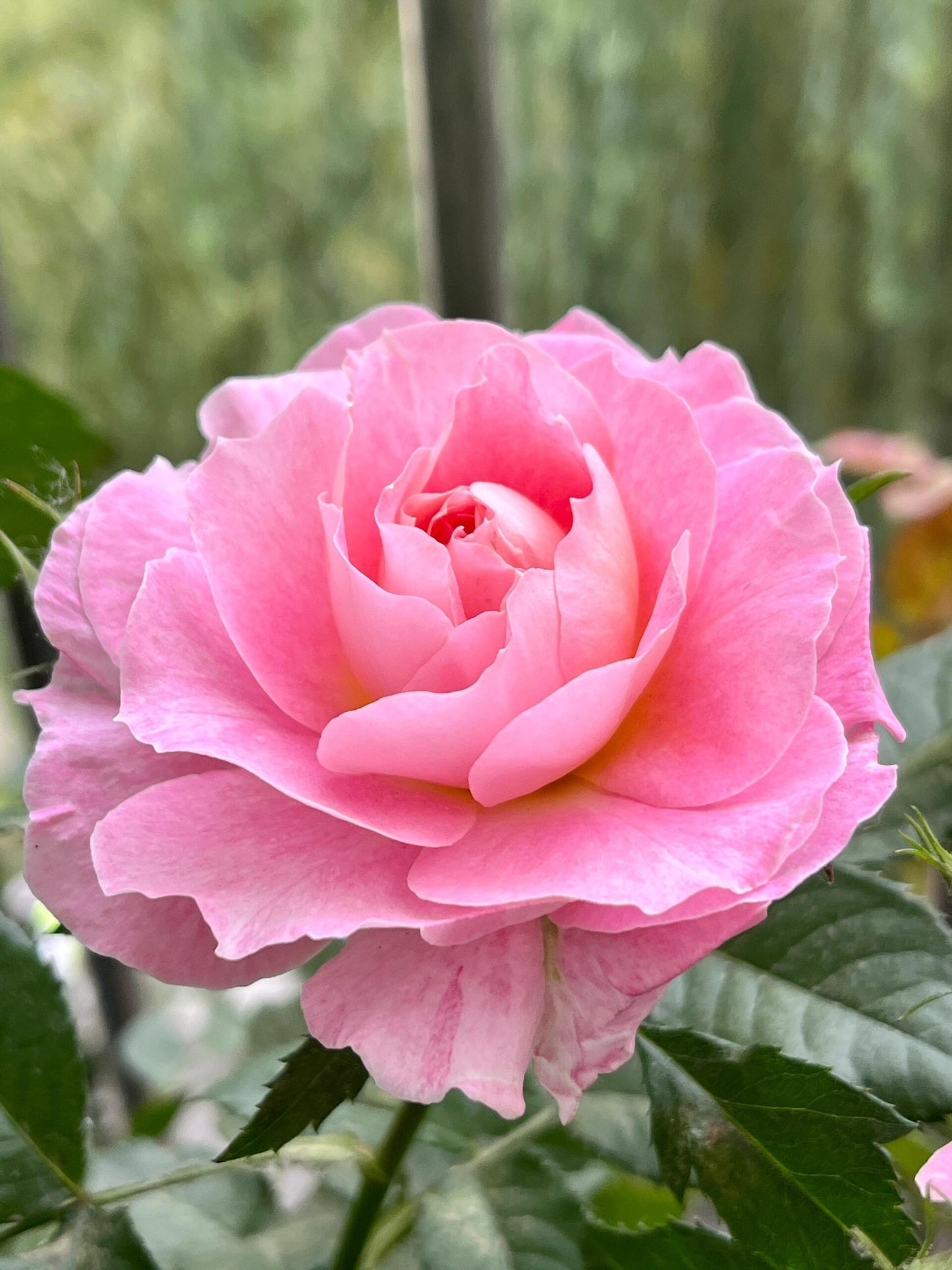 Popular Rose【Neptune King Terrazza】 -1.5 Gal OwnRoot| LargeFlower| Wave Bloom| Strong Adaptability| Heat-Resisting|Peony 海神王| Redolent