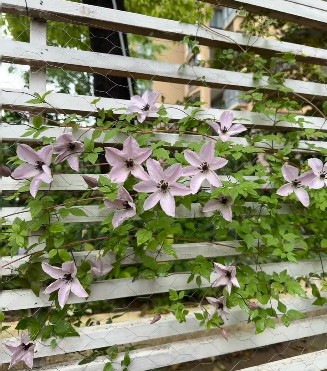 Rare Clematis【Pixie Dust】- LivePlant｜仙尘 ｜Polish Variety｜Vigorous Growth｜Abundant Blooms