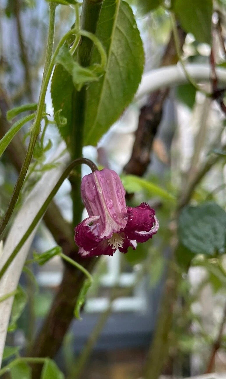 Clematis【Princess Red】- LivePlant｜绯红公主｜Purple-Pink Bell-Shaped Blooming｜