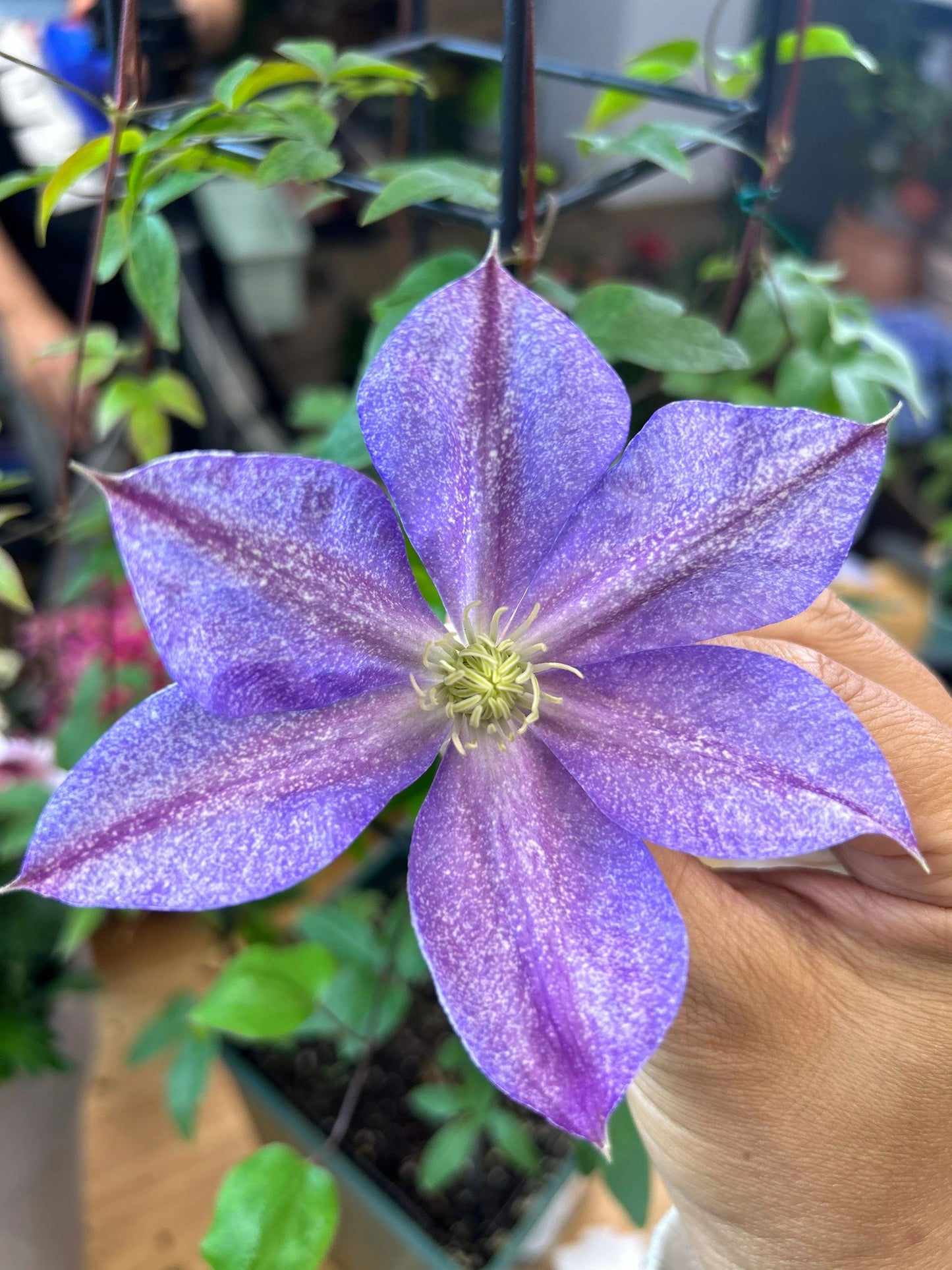 Clematis【Chameleon】- LivePlant｜变色龙｜Sandblasted Flowers