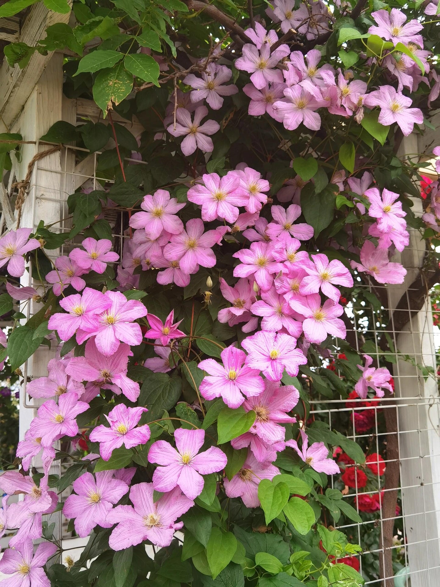 Clematis【Comtesse de Bouchaud】- LivePlant｜包查德 女侯爵｜Cute Flower